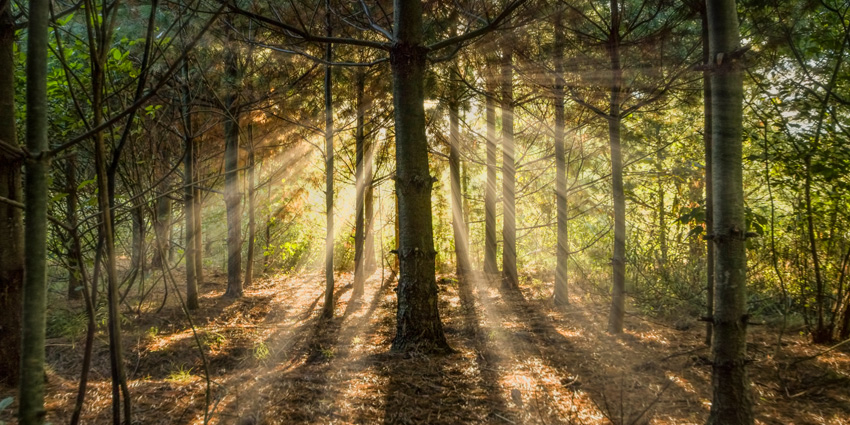 forest trees