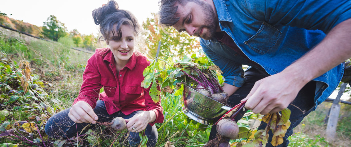 Two people picking vegetables from a garden