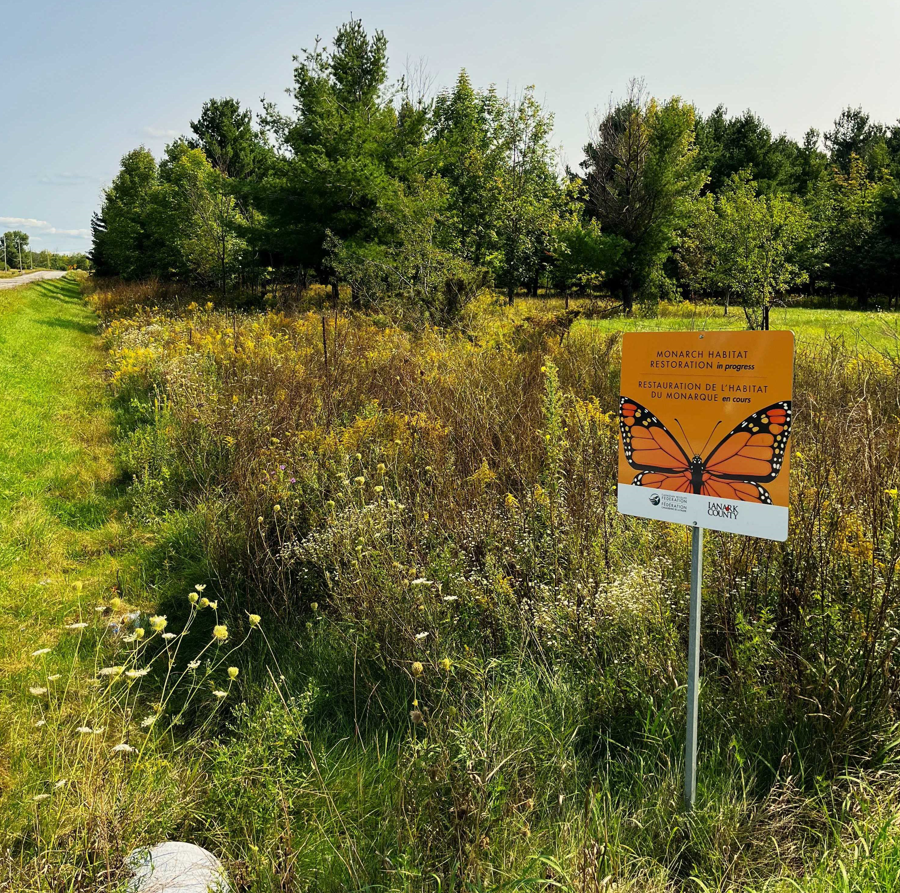 Roadside restoration on County Road