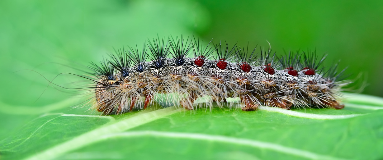 Caterpillar on a leaf