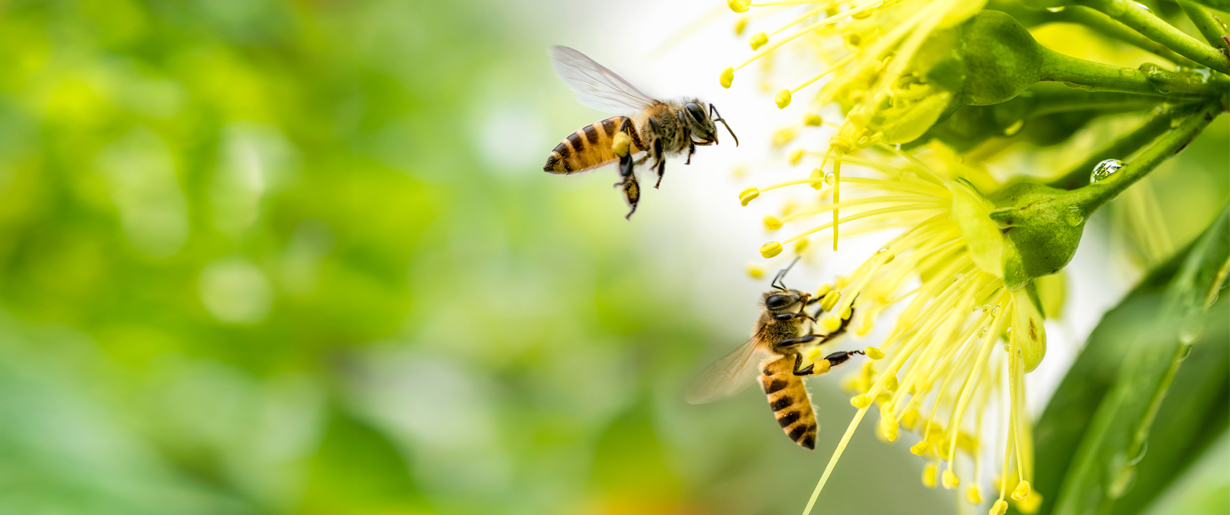 Bees flying around flowers