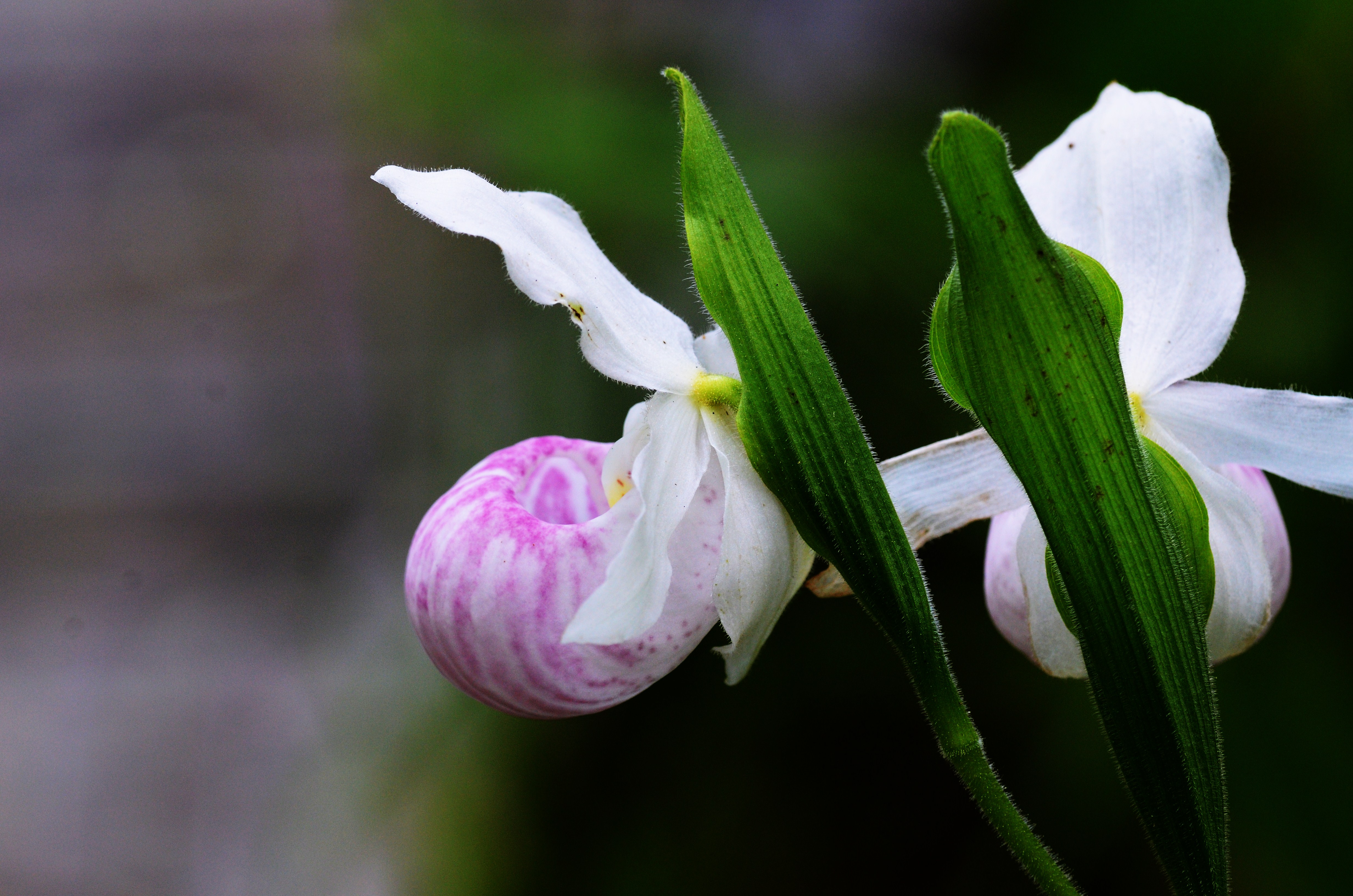 : Serene view of Lady's Slipper Orchids, with sunlight filtering through the trees and revealing a picturesque river in the background, creating a tranquil and idyllic scene.