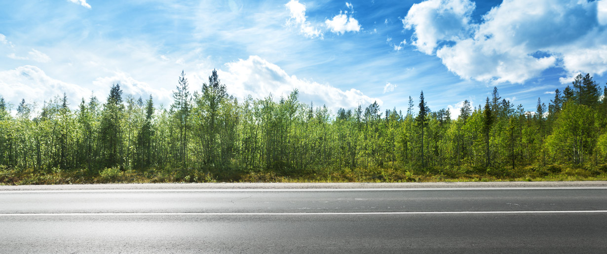 A country road and trees 