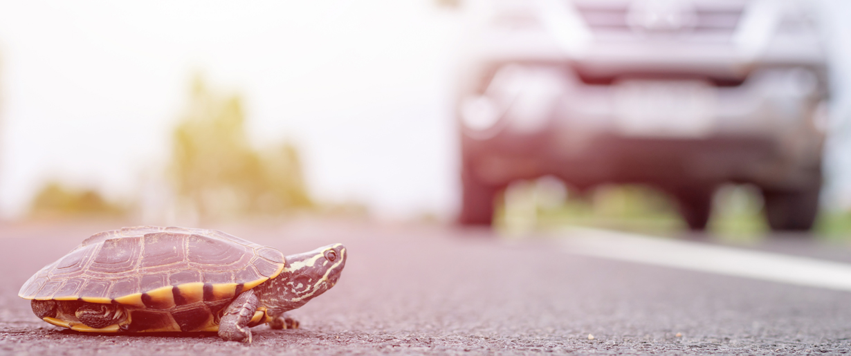 Turtle crossing road