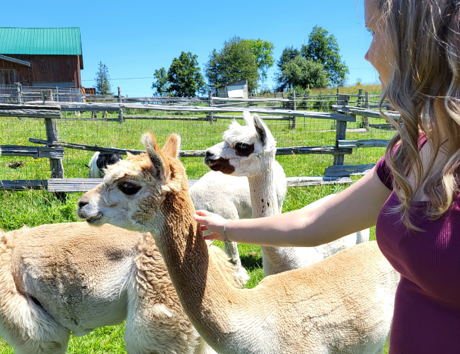 a girl pats an alpaca