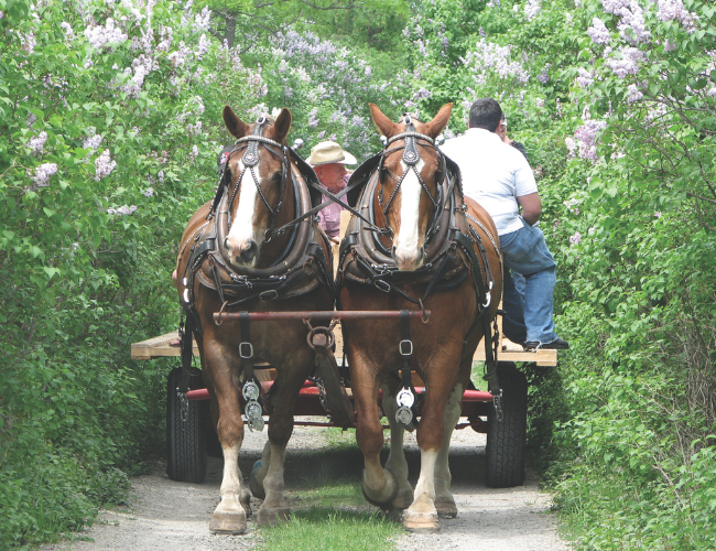 a horse drawn cart on a laneway surrounded by lilacs in bloom