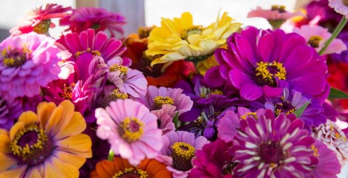 pink and purple flowers