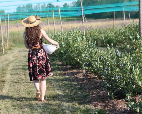 a woman picking blueberries in a farm