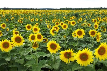 sunflowers