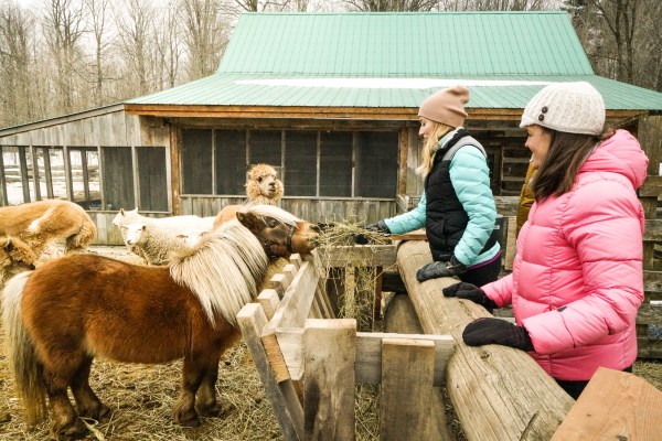 two girls feed animals in a farm