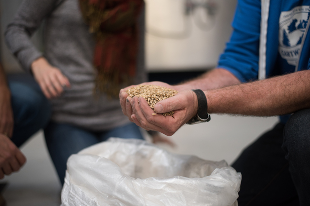 Two hands holding wheat