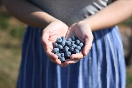 holding a handful of blueberries