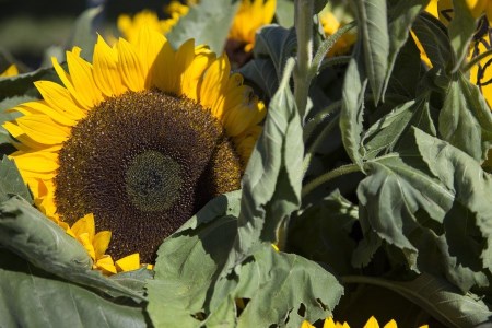 Sunflowers