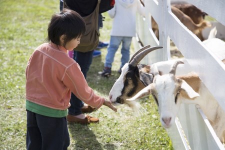 A girl touches sheep