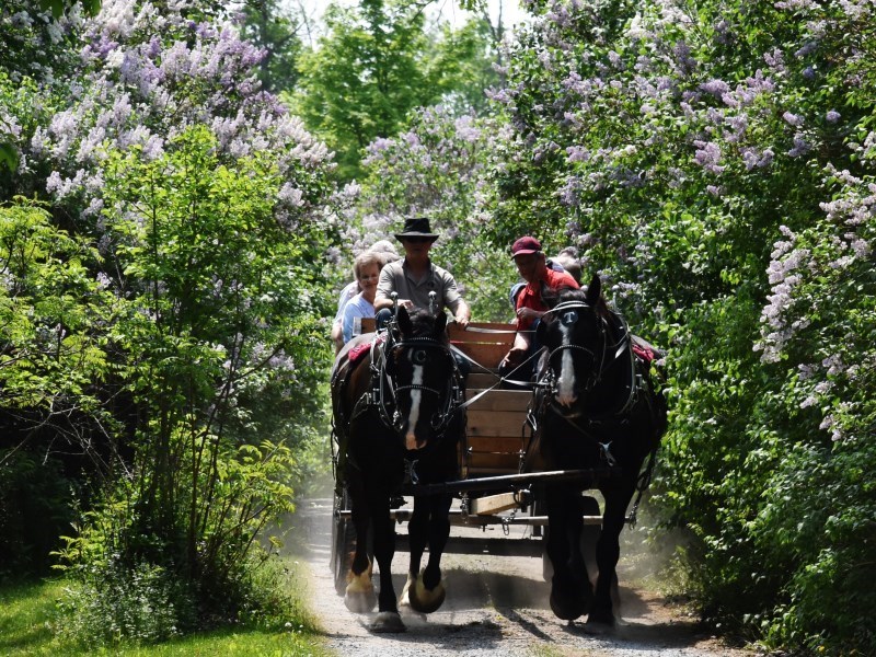 two people riding a horse carriage