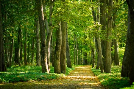 A trail full of trees