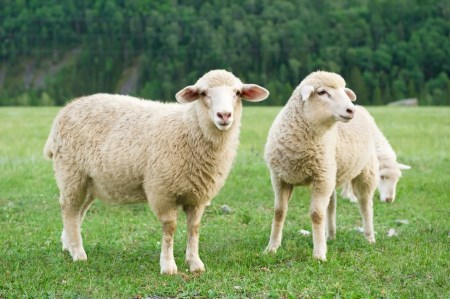 Two sheep on the grass