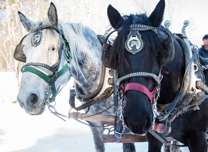 two horses in pulling harness