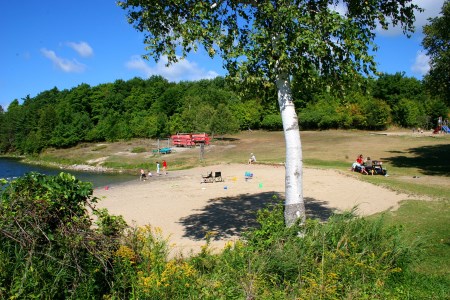 a beach with trees and sands