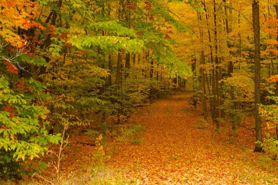 trees in the fall