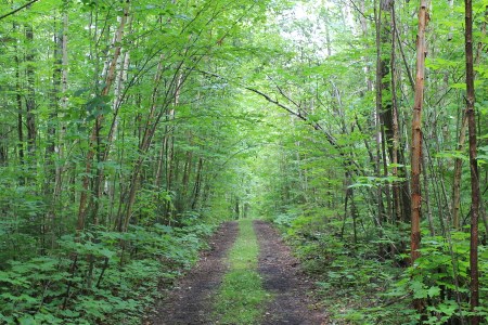 Cycling trail in blueberry mountain