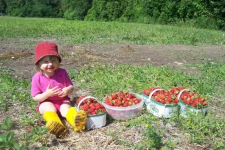 a girl picks strawberries in a farm