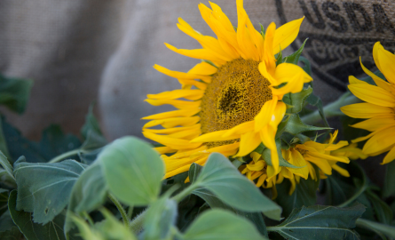 yellow sunflowers