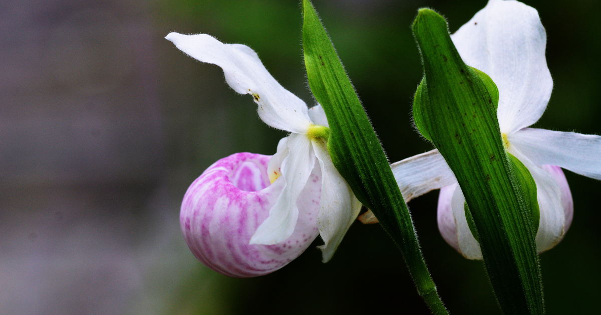 an orchid
