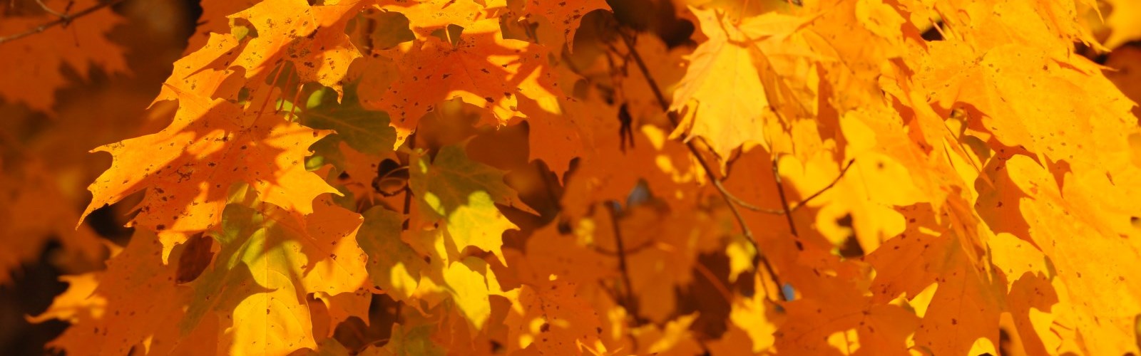 Lanark County Maple Trail
