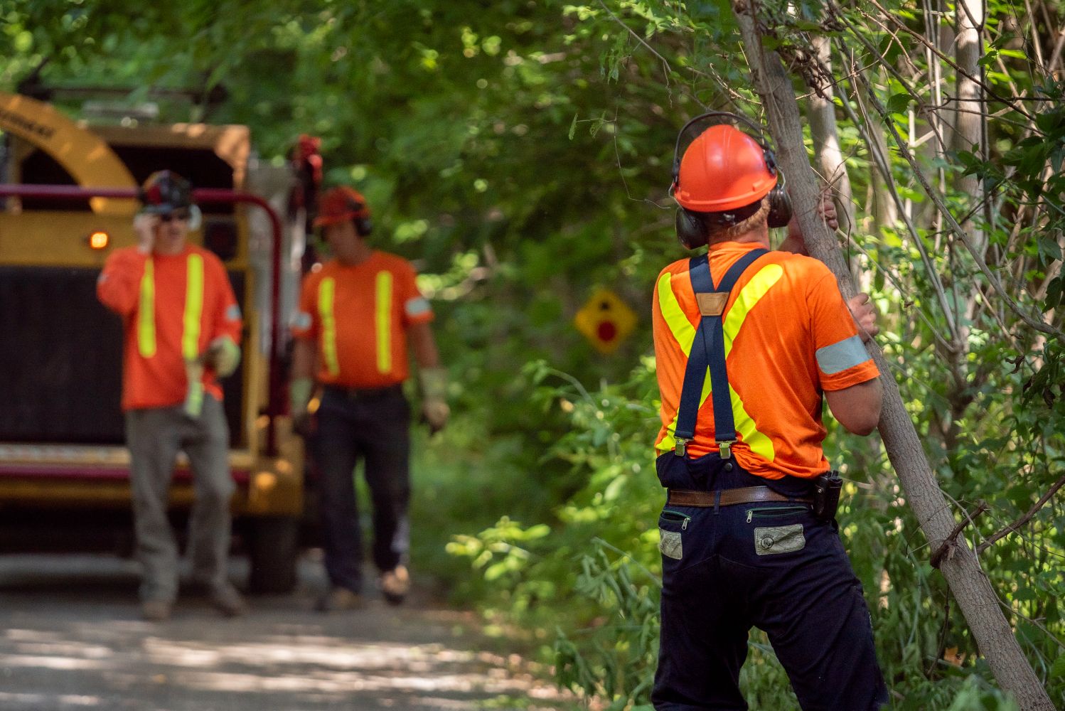 Public works crew clearing trees along a wooded roadside