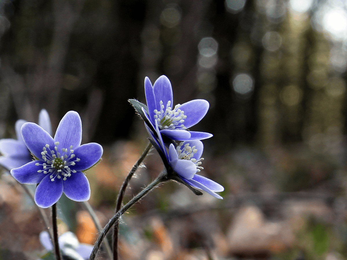 Lanark County Tourism Photo Contest