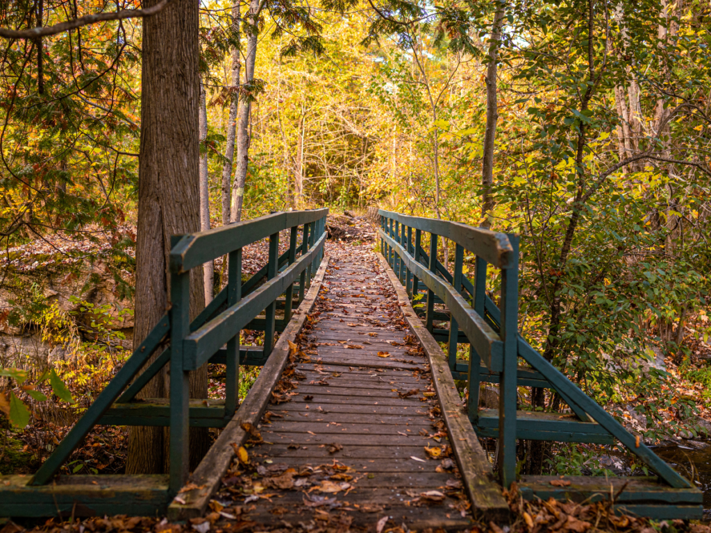 a wooden bridge over a stream in woods. The trees have colourful golden leaves