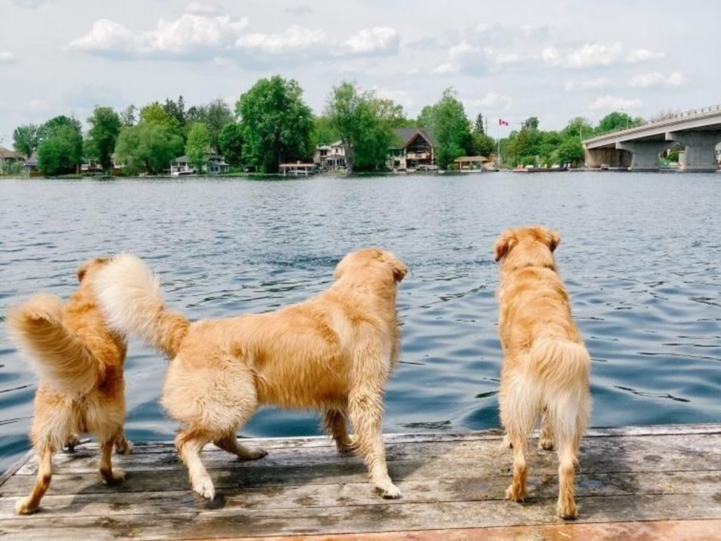 three golden retrievers are excited about leaping into cool blue water on a summer day
